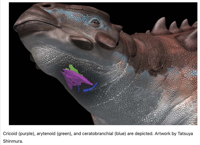Pinacosaurus grangeri dan kotak suaranya (Gambar rekaan Tatsuya Shinmura via repro jurnal Communications Biology Nature)