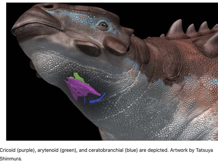 Pinacosaurus grangeri dan kotak suaranya (Gambar rekaan Tatsuya Shinmura via repro jurnal Communications Biology Nature)