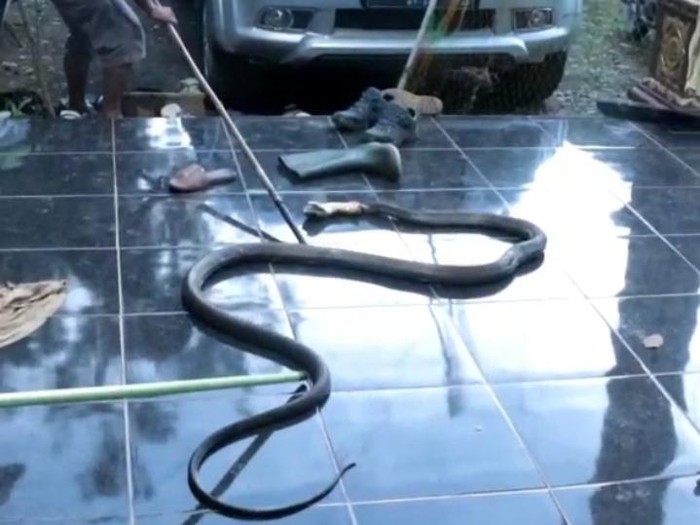 Warga di Kabupaten Paser, Kalimantan Timur (Kaltim) digegerkan dengan kemunculan seekor ular king kobra berukuran 5 meter.