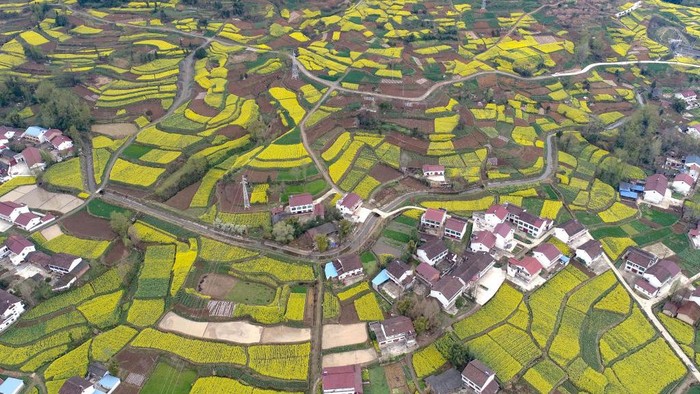1248399436 HANZHONG, CHINA - MARCH 16, 2023 - Aerial photo shows rapeseed flowers blooming in Yueling village, Xinji town, Nanzheng district, Hanzhong City, Northwest China's Shaanxi Province, March 16, 2023. In recent years, relying on regional advantages and advantages in rape breeding, the local rape industry has deeply integrated with the cultural and tourism industry, driving the synchronous development of rural catering, homestay, transportation, tourism and other industries, improving agricultural efficiency and farmers' income, and contributing to rural revitalization. (Photo credit should read CFOTO/Future Publishing via Getty Images)