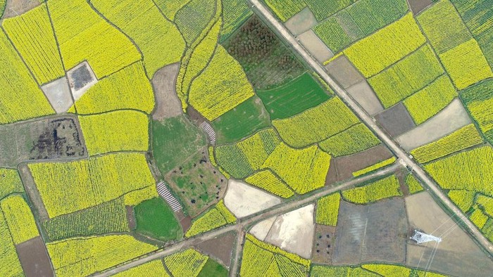 1248399436 HANZHONG, CHINA - MARCH 16, 2023 - Aerial photo shows rapeseed flowers blooming in Yueling village, Xinji town, Nanzheng district, Hanzhong City, Northwest China's Shaanxi Province, March 16, 2023. In recent years, relying on regional advantages and advantages in rape breeding, the local rape industry has deeply integrated with the cultural and tourism industry, driving the synchronous development of rural catering, homestay, transportation, tourism and other industries, improving agricultural efficiency and farmers' income, and contributing to rural revitalization. (Photo credit should read CFOTO/Future Publishing via Getty Images)
