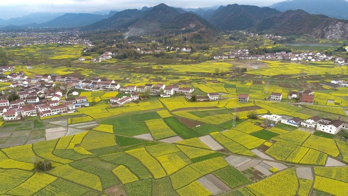1248399436 HANZHONG, CHINA - MARCH 16, 2023 - Aerial photo shows rapeseed flowers blooming in Yueling village, Xinji town, Nanzheng district, Hanzhong City, Northwest China's Shaanxi Province, March 16, 2023. In recent years, relying on regional advantages and advantages in rape breeding, the local rape industry has deeply integrated with the cultural and tourism industry, driving the synchronous development of rural catering, homestay, transportation, tourism and other industries, improving agricultural efficiency and farmers' income, and contributing to rural revitalization. (Photo credit should read CFOTO/Future Publishing via Getty Images)
