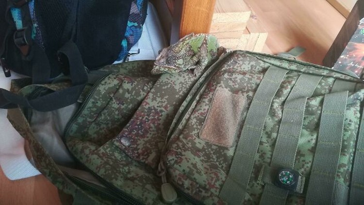 Foto kamuflase Foto kamuflase, apakah kamu melihatnya?