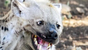 Ada dua hyena, bisa temukan salah satunya? Foto: Bored Panda