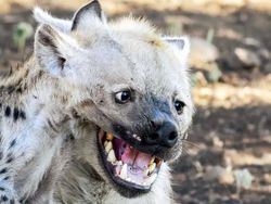 Bikin Mata Melotot, Coba Temukan Objek Dari Foto Kamuflase Ini