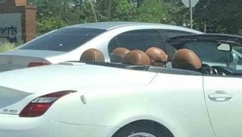 Wah kepala yang botak ada lima? Foto: Bored Panda