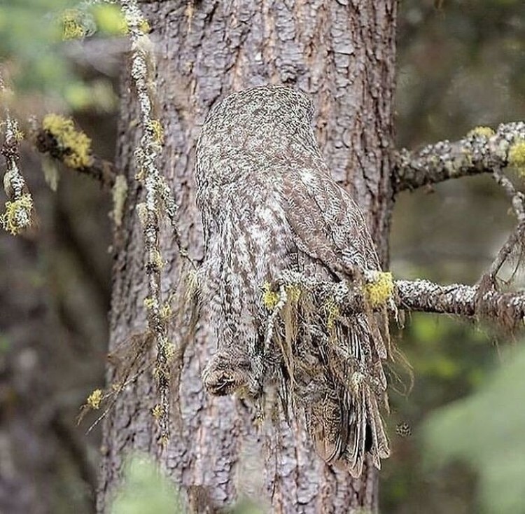 Foto kamuflase Foto kamuflase, apakah kamu melihatnya?