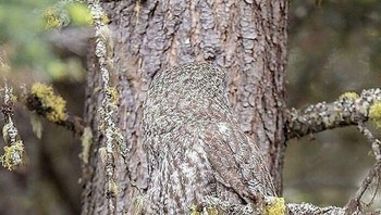 Ada burung hantu di sini. Foto: Bored Panda