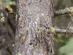 Bikin Mata Melotot, Coba Temukan Objek Dari Foto Kamuflase Ini