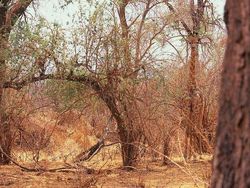 Bikin Mata Melotot, Coba Temukan Objek Dari Foto Kamuflase Ini