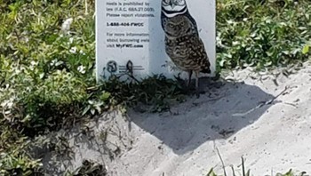 Ada burung hantu yang asli lho. Foto: Bored Panda