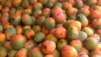 Ada burung lovebird di antara buah mangga. Foto: Bored Panda