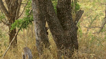 Ada leopard dekat pohon. Foto: Bored Panda
