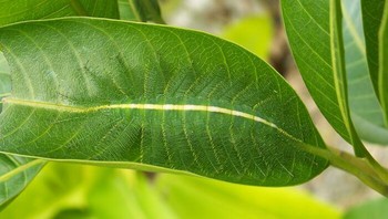 Mudah ditemukan tapi sepintas nyaris mustahil. Ada penampakan di daun ini. Foto: Bored Panda