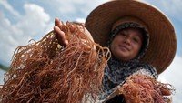 Harga rumput laut turun dari Rp30 ribu per kilogram menjadi Rp28 ribu per kilogram karena hasil panen yang melimpah.
