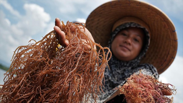 Petani menunjukkan rumput laut kering dan basah di Desa Langgere, Buton Utara, Sulawesi Tenggara, Minggu (19/3/2023). Harga rumput laut turun dari Rp30 ribu per kilogram menjadi Rp28 ribu per kilogram karena hasil panen yang melimpah. ANTARA FOTO/Jojon/tom.