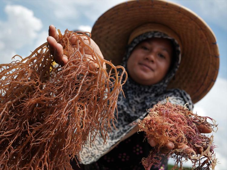Harga Rumput Laut di Buton Utara Turun