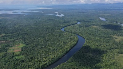 Lanskap Asri Hutan Mangrove di Buton Utara