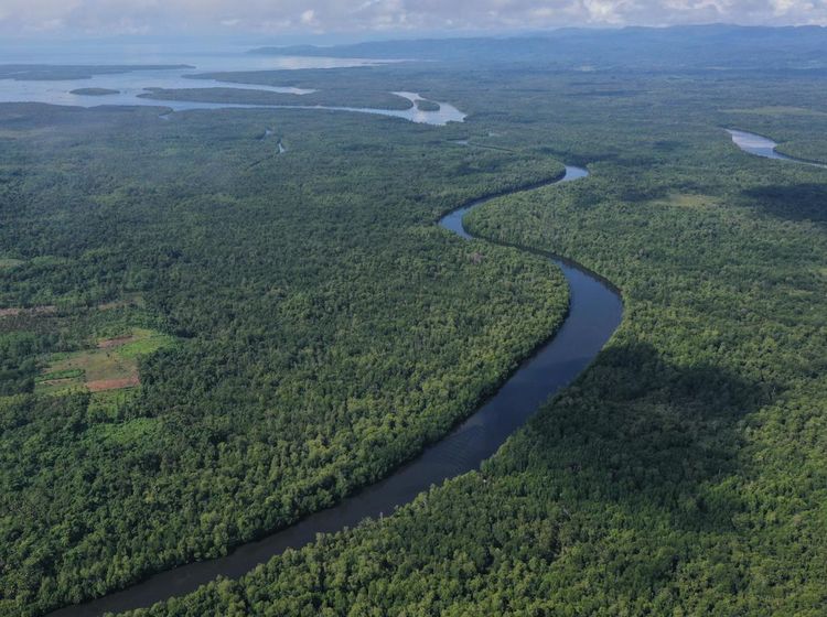 Lanskap Asri Hutan Mangrove di Buton Utara