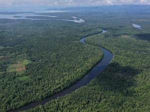 Optimalkan FOLU, Indonesia Perluas Hutan Mangrove untuk Tekan Emisi