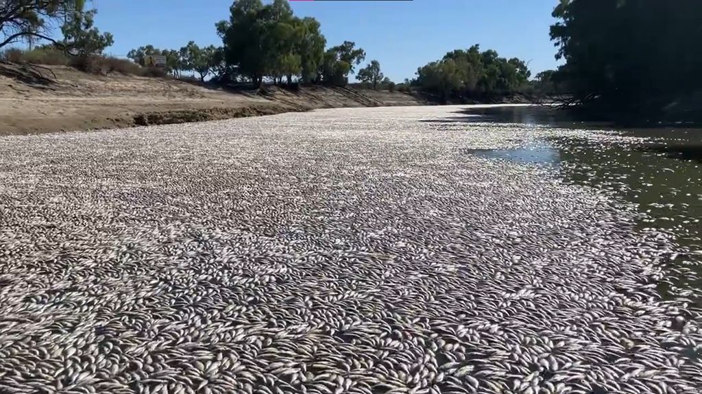 Waduh! Jutaan Ikan di Australia Mati Secara Tiba-tiba