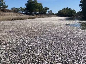 Jutaan Ikan Mati Mendadak di Australia, Ini Dugaan Penyebabnya