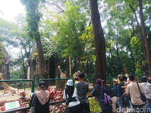 Ragunan Destinasi Favorit buat Akhir Pekan, Gowes sampai Kuliner Bisa Dicoba