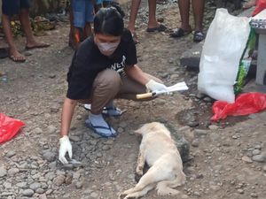 Teror Anjing Rabies di Jembrana Belum Berakhir, 24 Kasus Sejak Awal 2023