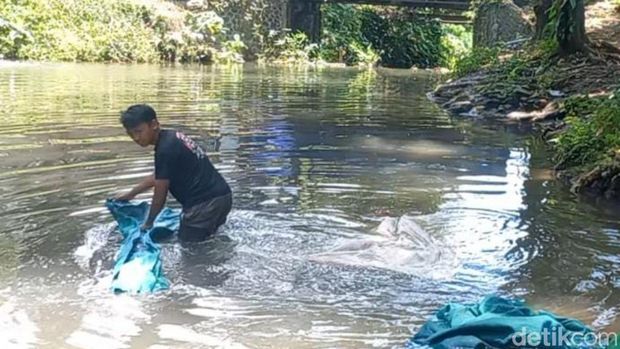 Tradisi cuci karpet masjid dan musala jelang Ramadan di Mata Air Umbulan, Pasuruan.