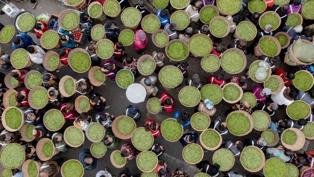 Seperti Ini Suasana Lelang Teh di Sichuan China