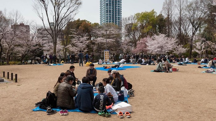 Asiknya Warga Jepang Piknik di Bawah Pohon Sakura yang Bermekaran TOKYO, JAPAN - 2022/04/02: People enjoy the cherry blossom (sakura) in Shinjuku Chuo Park. Spring sees many Japanese people enjoy hanami (cherry blossom viewing) by visiting parks and having picnics with food and alcohol. Tokyo city authorities have tried to limit these gatherings to stop the spread of the Coronavirus however. (Photo by Damon Coulter/SOPA Images/LightRocket via Getty Images)