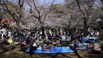 Potret Warga Jepang Asyik Piknik di Bawah Pohon Sakura yang Mekar