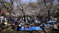 Mekarnya sakura menjadi momen yang dinanti warga Jepang. (Kiyoshi Ota/Getty Images)  