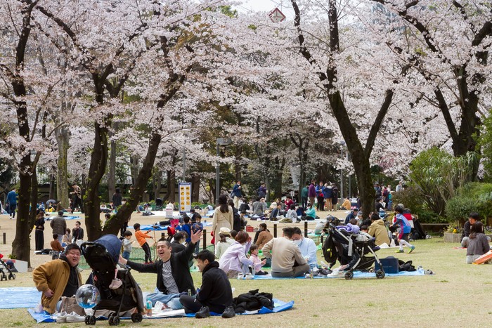 TOKYO, JAPAN - 2022/04/02: People enjoy the cherry blossom (sakura) in Shinjuku Chuo Park. Spring sees many Japanese people enjoy hanami (cherry blossom viewing) by visiting parks and having picnics with food and alcohol. Tokyo city authorities have tried to limit these gatherings to stop the spread of the Coronavirus however. (Photo by Damon Coulter/SOPA Images/LightRocket via Getty Images)
