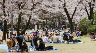 Duh, Tradisi Hanami di Jepang Makin Mahal