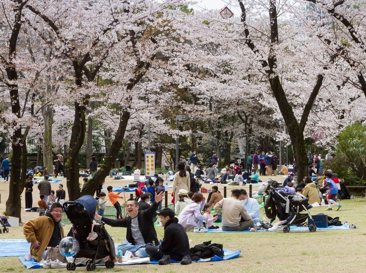 Potret Warga Jepang Asyik Piknik di Bawah Pohon Sakura yang Mekar