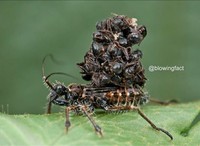 Foto dengan fakta menyeramkan
