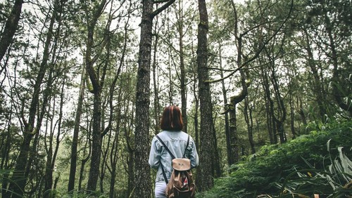 Ilustrasi Hari Hutan Internasional