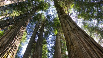 China Gencar Tanam Pohon Massal, Berdampak Perubahan Siklus Air Nasional