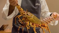 Wih! Lobster berukuran besar ini tampil cantik sebelum diolah jadi menu makan malam yang spesial di Neura. Foto: Pool/Site
