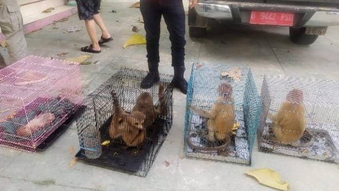 KLHK gagalkan penyelundupan satwa liar dilindungi di Gorontalo.