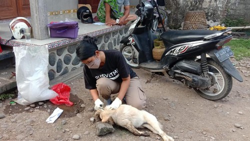Pengambilan sampel otak anjing yang menggigit empat warga di Kelurahan Lelateng, Kecamatan Negara, Jembrana, Bali, Sabtu (18/3/2023).