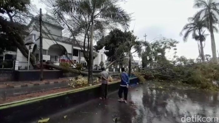 Pohon tumbang di Pandeglang