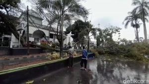 Hujan Deras Disertai Angin, Sejumlah Pohon Tumbang di Pandeglang