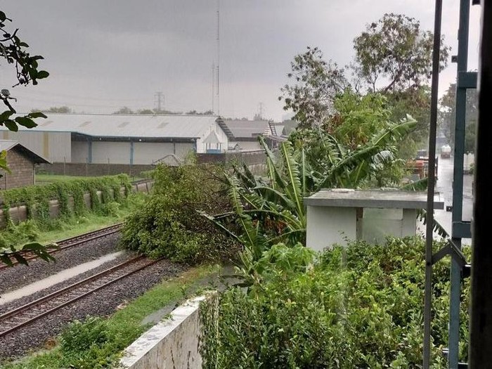pohon tumbang jatuh di rel