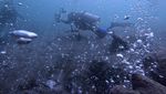 Potret Gunung Api Bawah Laut di Aceh yang Jadi Idola Penyelam