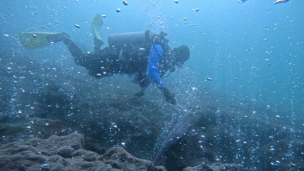 Potret Gunung Api Bawah Laut di Aceh yang Jadi Idola Penyelam