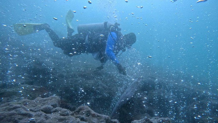 Seorang penyelam mengamati gunung api bawah laut (Hydrothermal) di kawasan laut Desa Sirui, Kota Sabang, Aceh, Minggu (19/3/2023). Gunung api bawah laut yang berada di kedalaman sekitar 10 meter tersebut hingga kini masih aktif dan menjadi salah satu lokasi paling diminati oleh penyelam domestik maupun mancanegara. ANTARA FOTO/Khalis Surry/Lmo/foc.