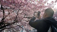 Warga antusias mengabadikan mekarnya bunga sakura. Rekor mekarnya bunga sakura lebih awal yang hanya pernah terjadi dua kali sebelumnya. Richard A. Brooks/AFP/Getty Images