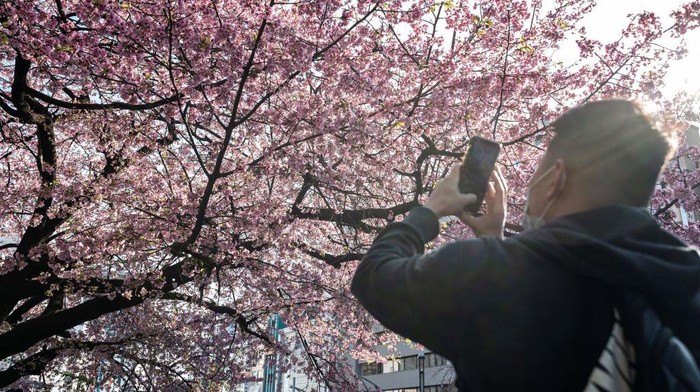 A man takes photos as people come out to Ueno Park to see the early cherry blossoms in Tokyo on March 14, 2023. - Japan announced the official start of Tokyo's cherry blossom season on March 14, 10 days earlier than usual and tied with a record early start seen only twice before. (Photo by Richard A. Brooks / AFP) (Photo by RICHARD A. BROOKS/AFP via Getty Images)